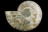 Agatized Ammonite Fossil (Half) - Crystal Chambers #111493-1